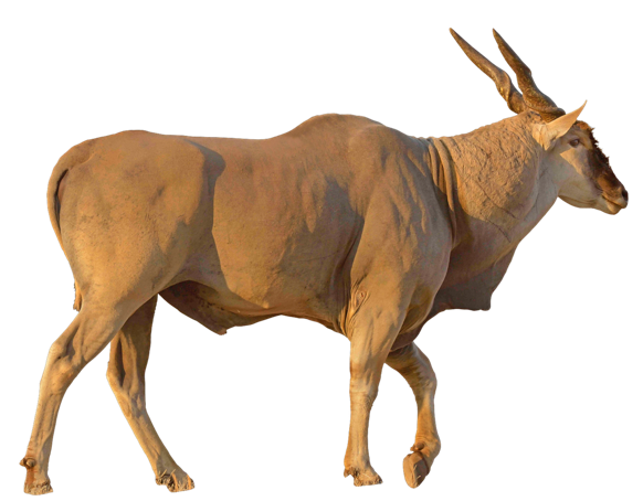 The Common Eland is the 2nd largest antelope in the world after the Giant Eland