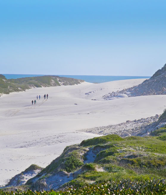 Platboom Dunes, Cape Point, South Africa