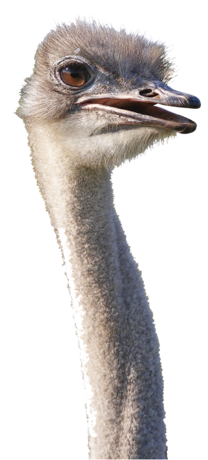 The flightless ostrich is the largest bird in the world and is the fastest running bird at 70 km.