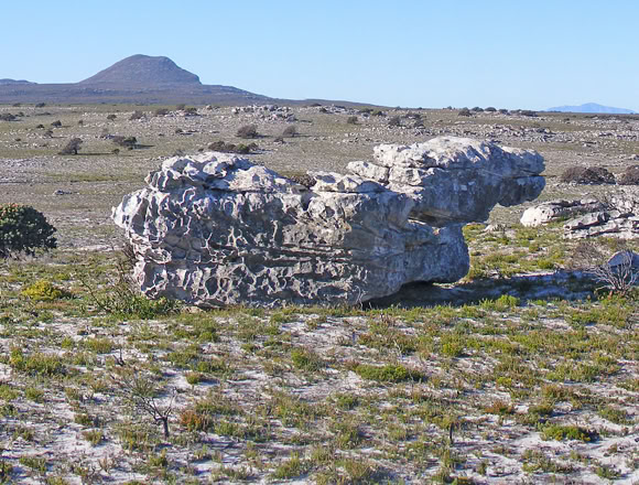 The Table Mountain Group’s Peninsula Formation The youngest of the sedimentary formations (490-410 million years) which make up the bulk of the Cape Peninsula is a very hard, thick-bedded, quartz-rich sandstone. This was formed in deep, fast southward-flowing rivers.